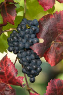 galleria default page test